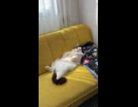 Fluffy cat lay down on yellow sofa