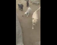 Dogs want attention howl boulder fire truck