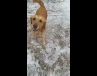 Large brown dog runs snow yellow shovel 