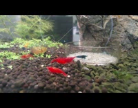 Large cherry shrimp with eggs beside male