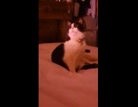 Collab PLC - Clip of funny cat face on bed