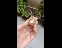 Man finds heart shaped walnut 