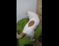 Dog spins around steps on bean bag