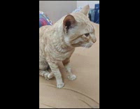 Collab PLC - Orange cat sit on bed meows