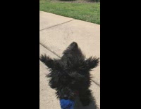 Shaggy black dog slow motion catch blue ball mouth