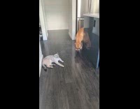 Collab Clips MPUGC - Dog scared to walk past cat 