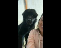 Collab BitchMP - Dog head tilt wants to go