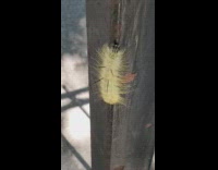 Yellow caterpillar with spikes on the metal rod