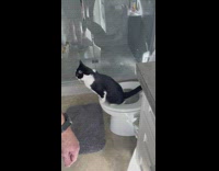 Pet cat sits on the toilet bowl to pee