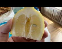 Sliced lemon with small seed grown inside