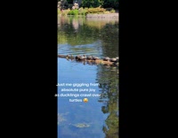 Line of turtles ducks on rocks log 