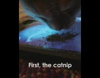 Grey brown cat sniffs catnip tablet sleeps