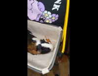 Collab Clips MPUGC - Man asks guinea pig how skewer taste 