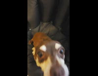 Chihuahua dog with eyebrows sits in chair