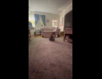 Cat throws back ball paper to owner