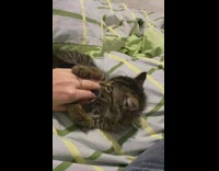 Kitty falls asleep quick after playing with owners hand