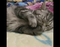 Cat lying down on bed nibbling on toy mouse