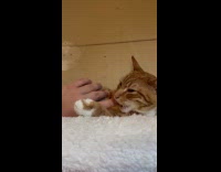 Cat belly scratch on its cat tower