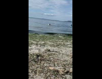 Black wetsuit girl on surfboard lake water 