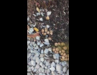Guy hits mushrooms shovel releases green mist 