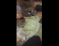 Pet cat smacks and hits pet baby pig near it