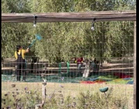 Olives harvested from the olive tree with a harvest tool