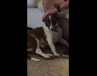 Dog Leans on Man as he Rubs its Head