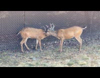 Two buck lick and clean each other