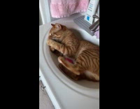 Cat lie down and kicks on sink