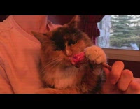 Pet cat chews a lamb meat held by owner