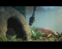 Snake crawl top of tank to little cave