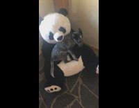 Black and white spotted dog cuddles with panda bear doll