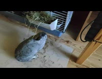 Grey bunny cant stop sneezing 