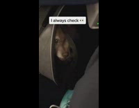 ClipsIG - Man Hides Pet Chihuahua under Airplane Seats