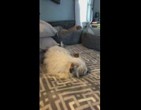 Dog sleeping on bed wags its tail 