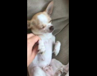 Girl makes brown white dog dance arm 