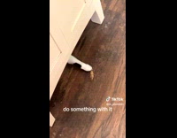 Collab BitchMP - Cat taps large bug 