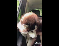 Groomer shaves off husky dogs fur 