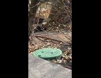 Brown falcon eats animal it caught outside