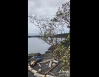 People dont believe guy can summon birds