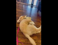 Golden retriever puppy humps bunny toy 