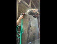 Horse drinks water from hose 