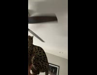 Collab BitchMP - Cat lets fan hit its head