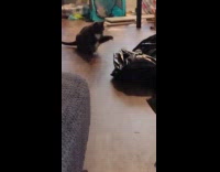 Cat tries to hit curtain rod on floor 
