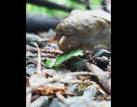Slug eat leaf slowly close up video