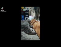 Gray cat licks dog face while sleeping