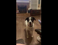 Dog throws fit begs for apple slice