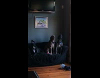brown and black dogs howling constantly while sitting on sofa 