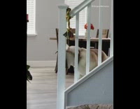 Brown white husky dog rope toy bannister