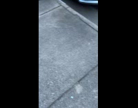 Dog chasing hare hits car